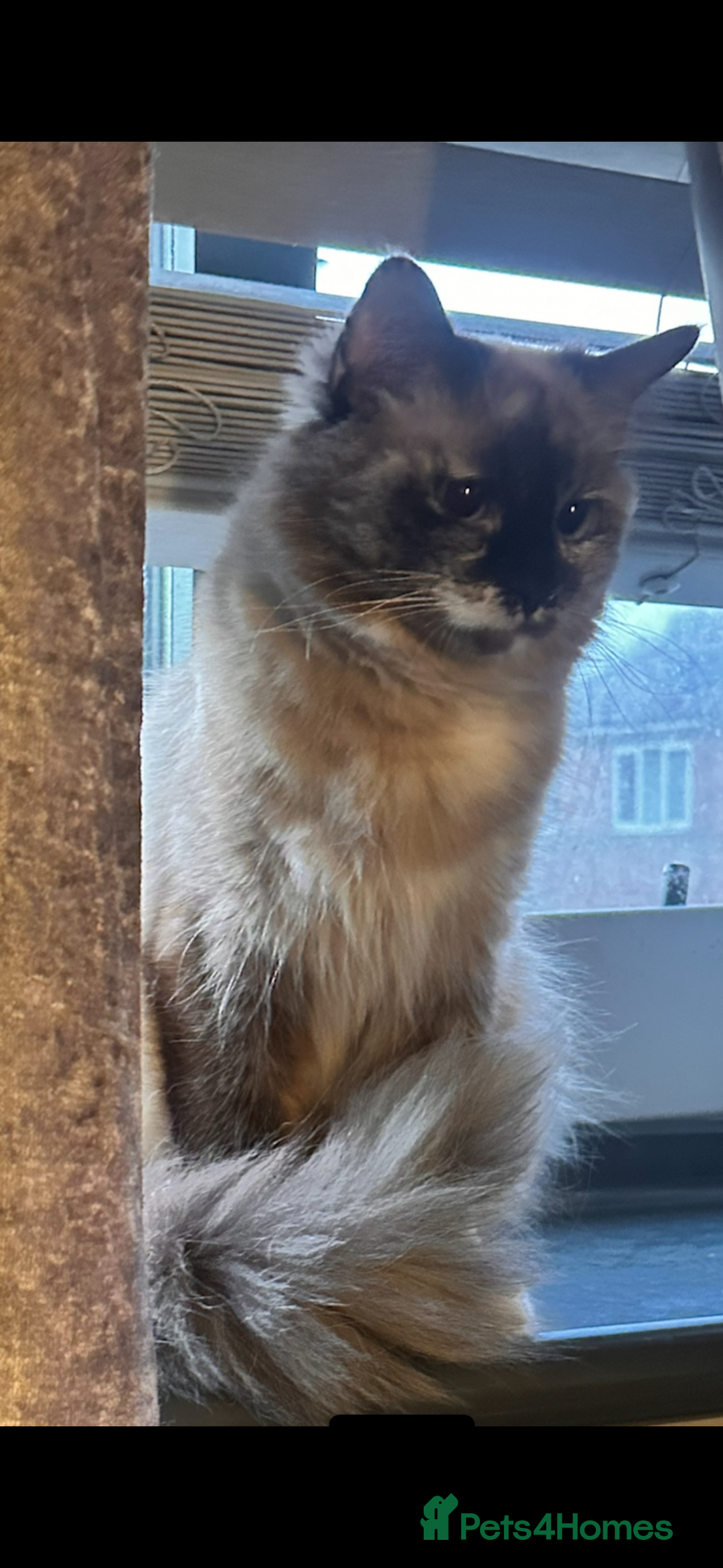 Ragdoll cats for sale: Pure ragdoll  - Advert 18