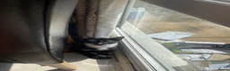 Domestic Shorthair cats for sale: Three tuxes up for grabs :) - Advert 16