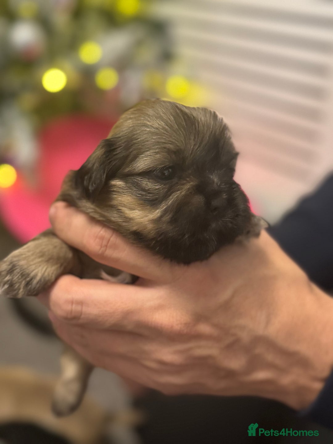 Mixed Breed dogs for sale: Beautiful pups looking for their forever home! - Advert 21