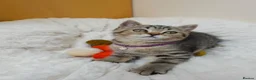 British Shorthair cats for sale: Golden Tabby Kittens  - Advert 7