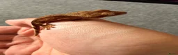 Mixed Breed reptiles for sale: Baby crested gecko available now - Advert 3