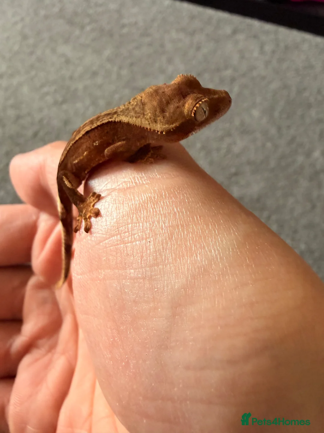 Mixed Breed reptiles for sale: Baby crested gecko available now - Advert 3