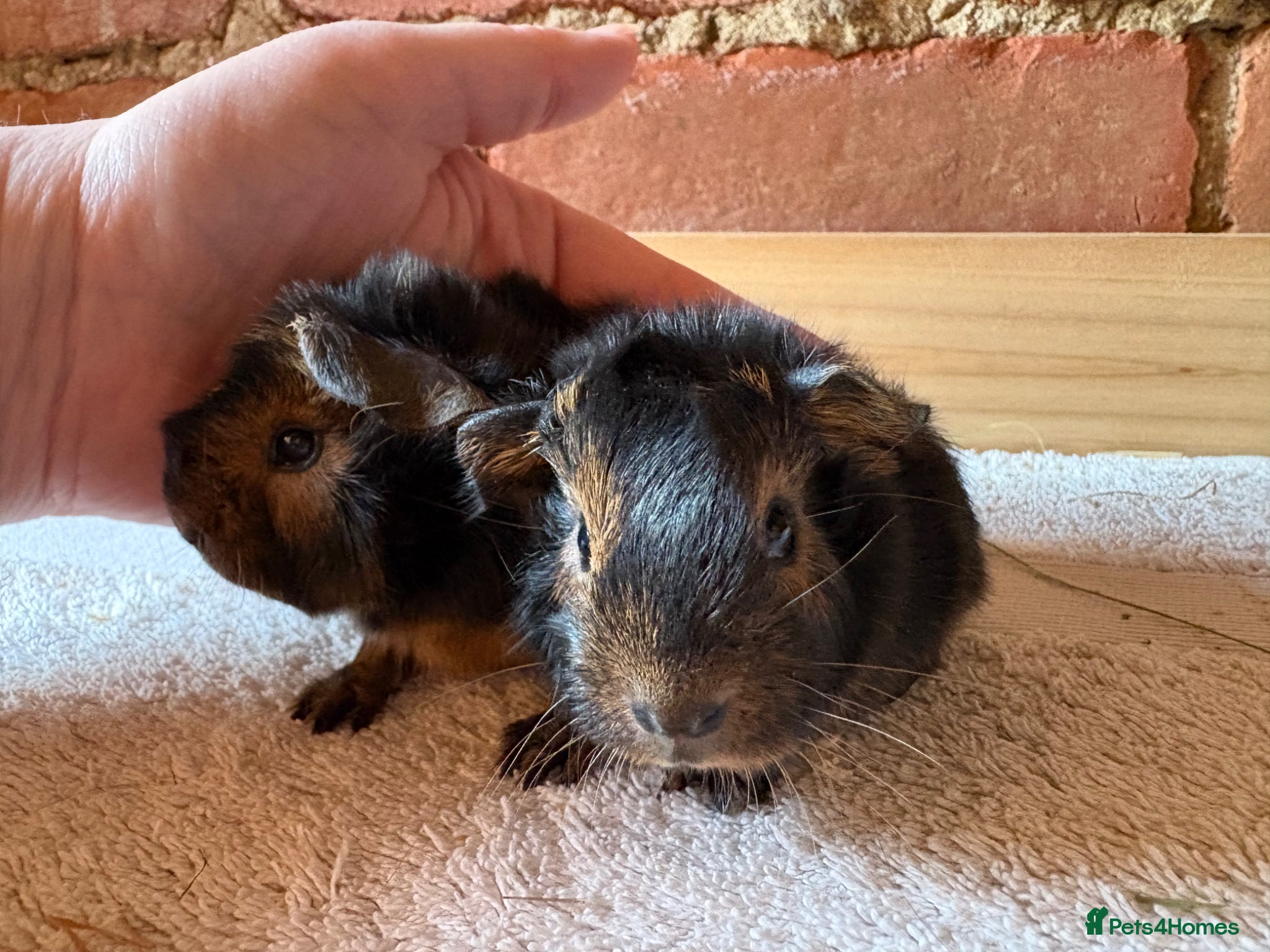 Guinea Pig rodents for sale: Baby Guinea Pigs  - Advert 4