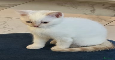 British Shorthair cats - Advert 2