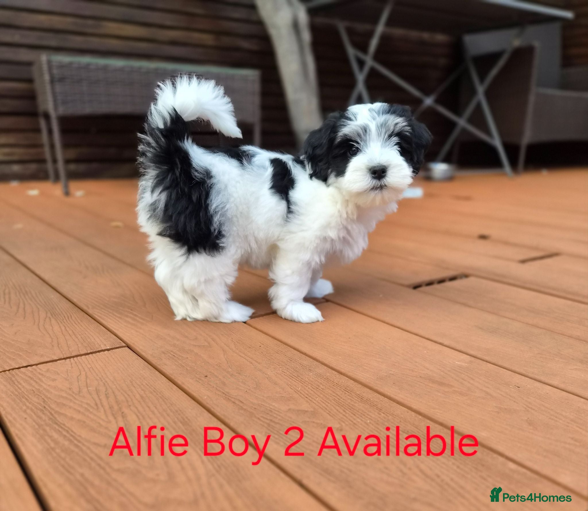 Havanese dogs Gorgeous KC Havanese Puppies - Advert 9