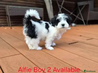 Havanese dogs Gorgeous KC Havanese Puppies - Advert 9