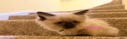 Ragdoll cats for sale: READY TO GO! Stunning Ragdoll Kitten😍 - Advert 17