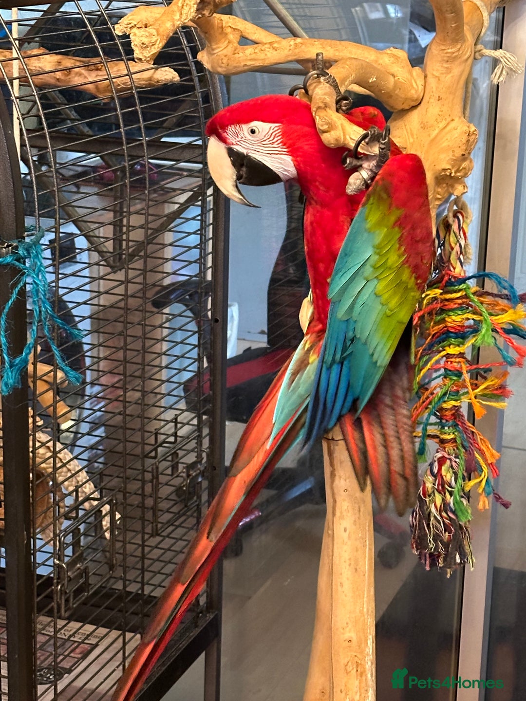 Macaws birds for sale: Macaw  - Advert 3