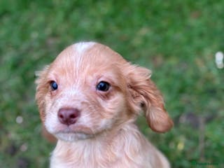 Cocker Spaniel dogs *Cocker Spaniels* one beautiful boy remaining - Advert 11