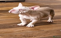 French Bulldog dogs for sale: Premier French Bulldog litter  - Image 2