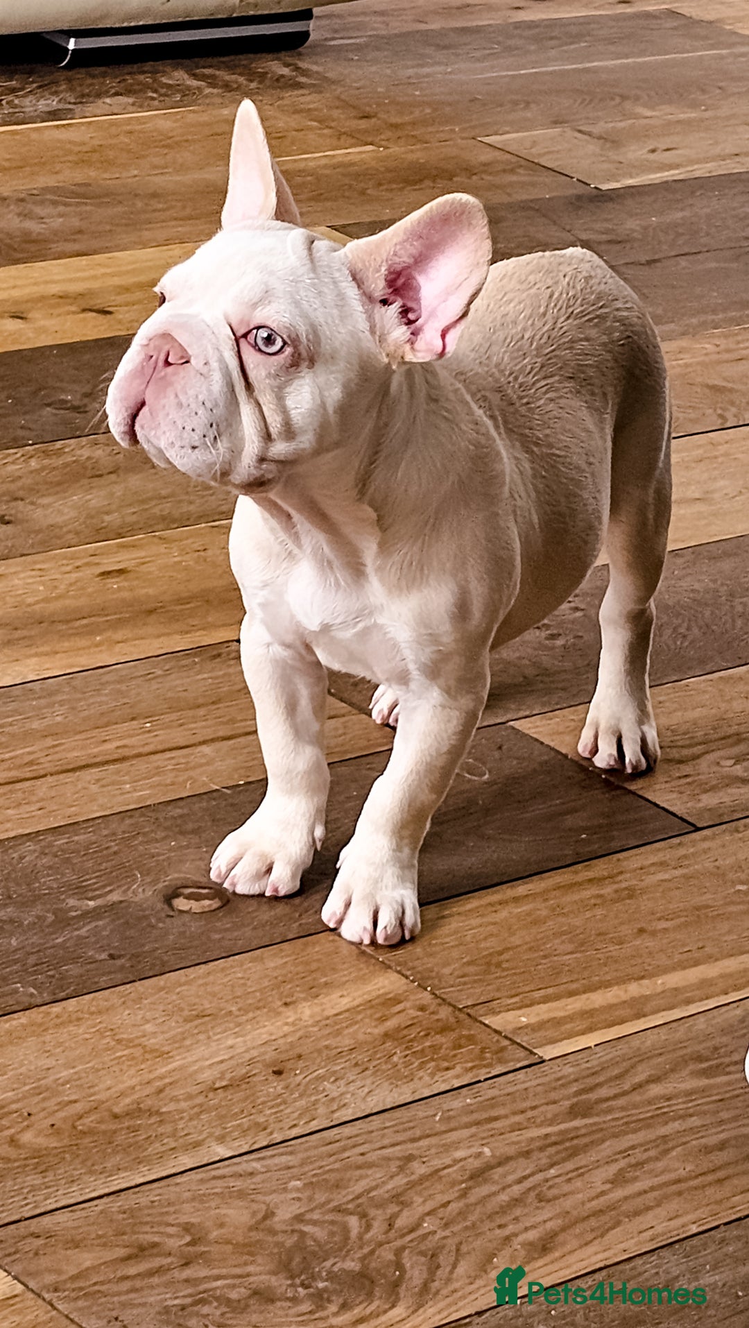 French Bulldog dogs for sale: Premier French Bulldog litter  - Image 2