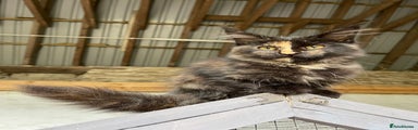 Maine Coon Kitten 4
