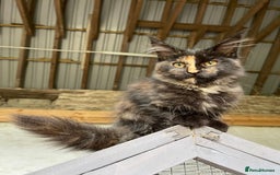 Maine Coon cats for sale: Full pedigree MaineCoon kittens  - Image 19