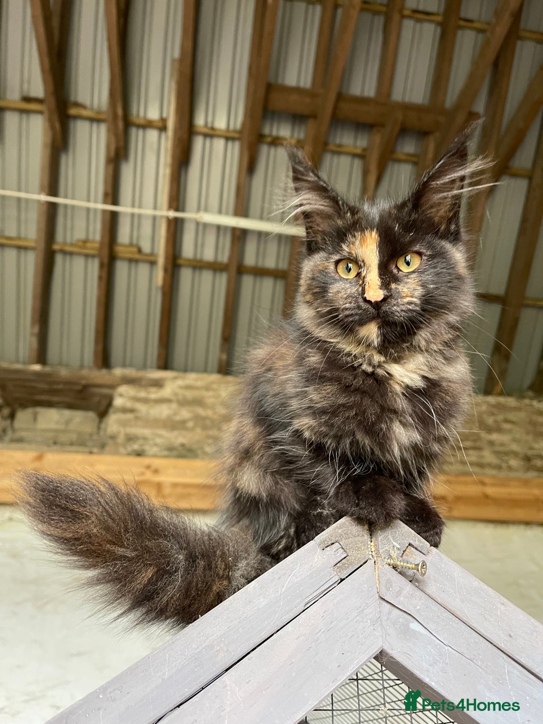 Maine Coon cats for sale: Full pedigree MaineCoon kittens  - Image 19
