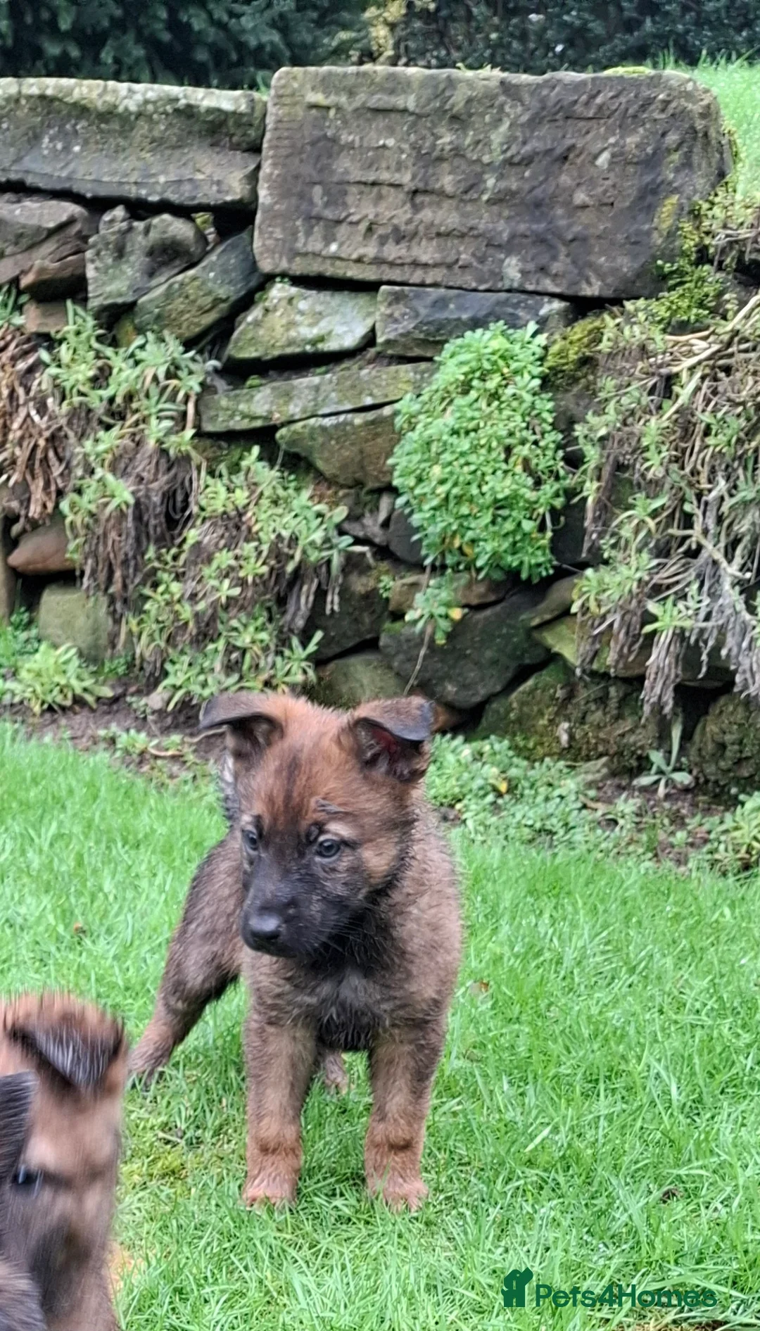 Mixed Breed dogs for sale: Beautiful Belguim Malinois puppies  - Advert 7
