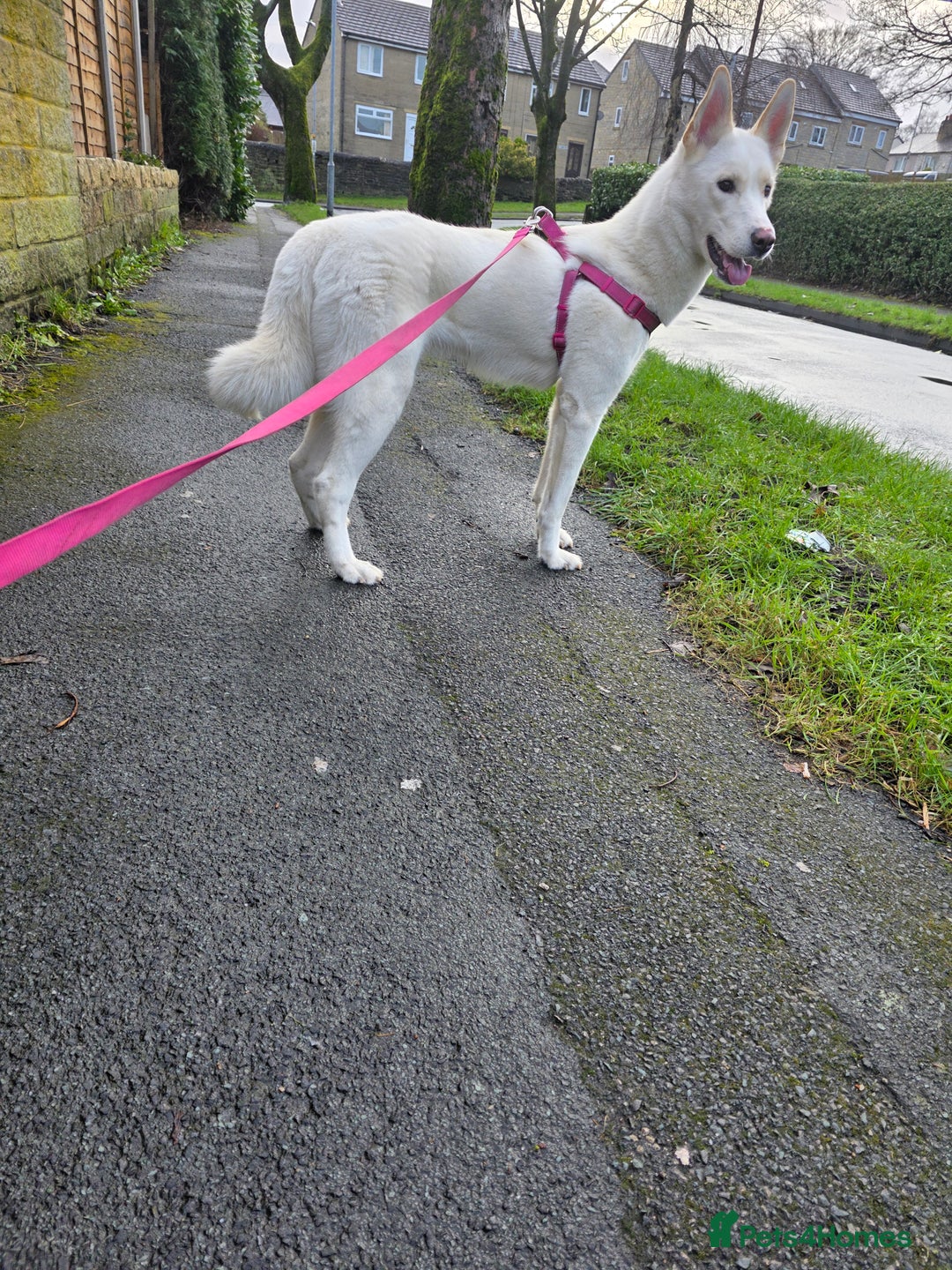 Siberian Husky dogs for sale: Red – 1-Year-Old Female Husky | Fully Vaccinated  - Advert 3