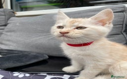 Maine Coon cats for sale: Maine Coon Cross Kittens 3 Girls , 2 Boys - Image 12
