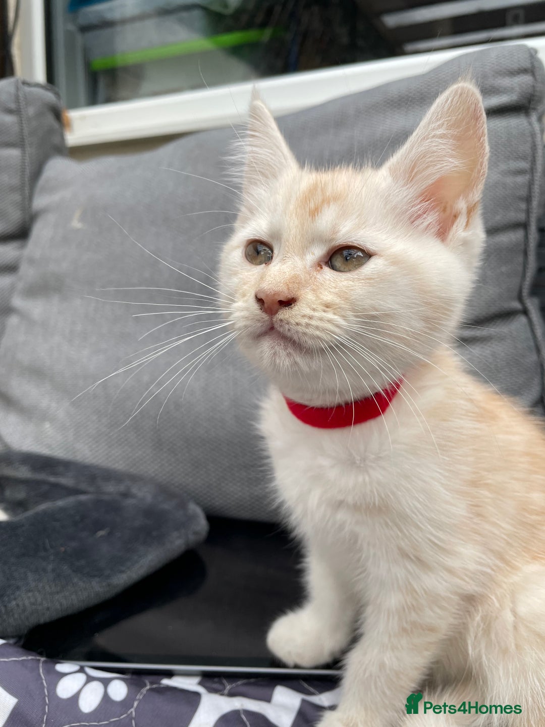 Maine Coon cats for sale: Maine Coon Cross Kittens 3 Girls , 2 Boys - Image 12