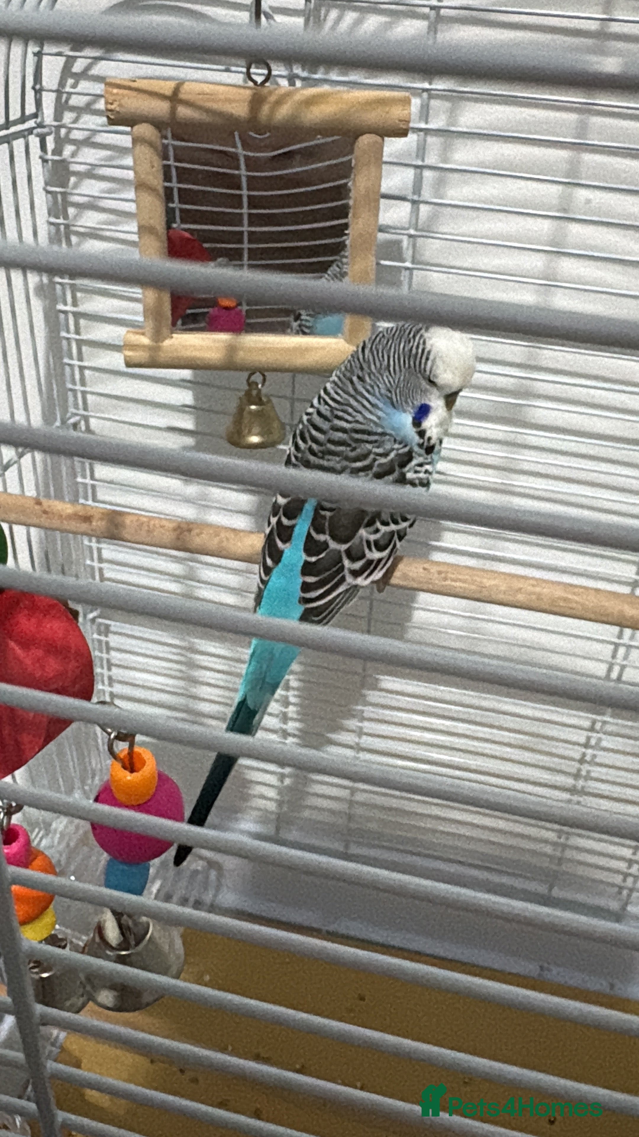 Budgerigars birds Male budgie 9months  - Advert 1