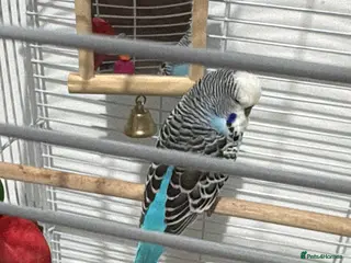 Budgerigars birds Male budgie 9months - Advert 1