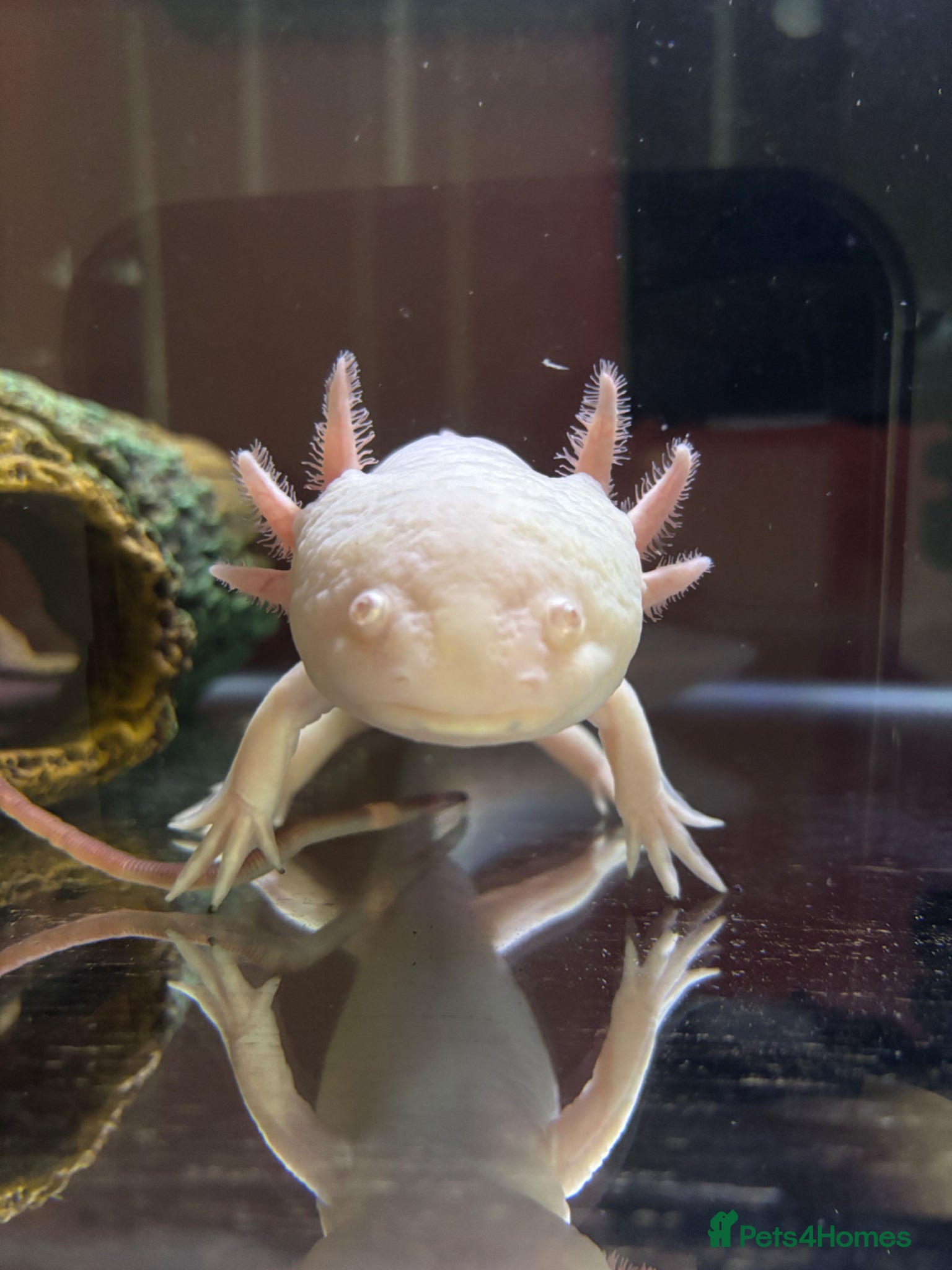 Axolotl reptiles Albino & Leucistic Axolotl  - Advert 12
