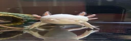 Axolotl reptiles for sale: Albino & Leucistic Axolotl  - Advert 1