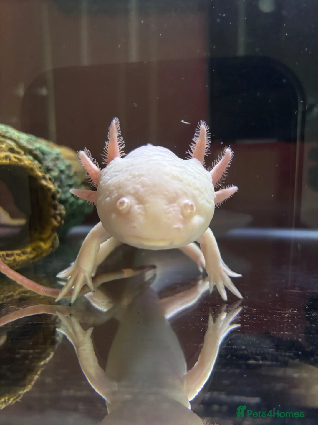 Axolotl reptiles for sale: Albino & Leucistic Axolotl  - Advert 1