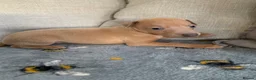 Italian Greyhound dogs for sale: Beautiful KC Registered Italian greyhounds - Advert 21
