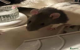 Rat rodents for sale: 3 males rats and cage  - Image 6