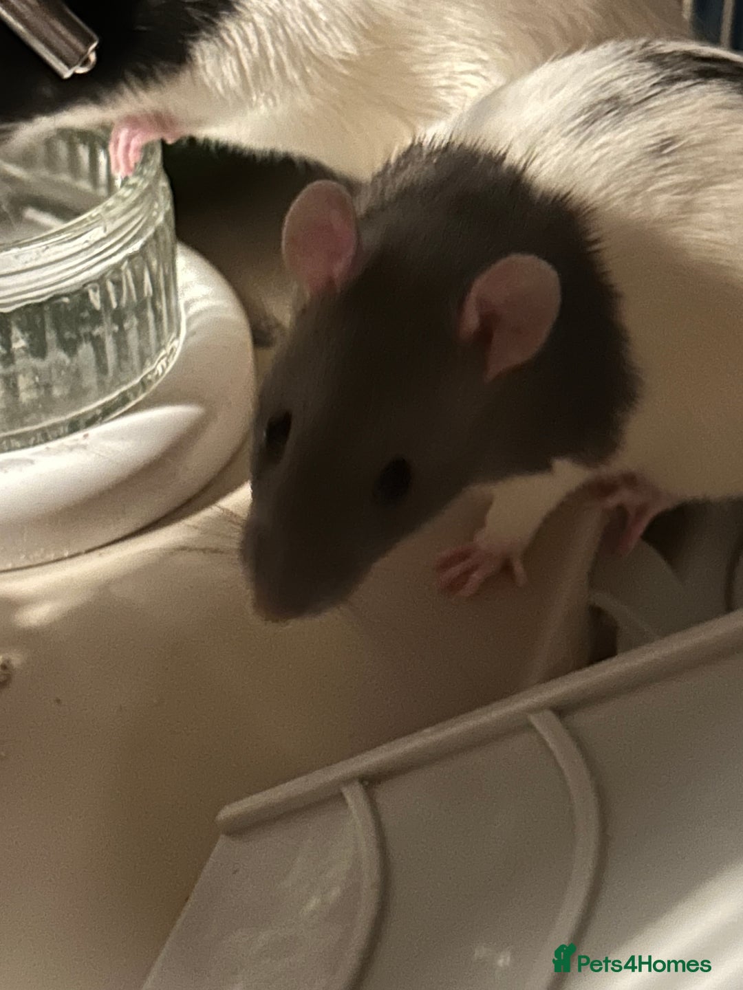 Rat rodents for sale: 3 males rats and cage  - Image 6