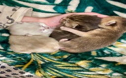 British Shorthair cats for sale: Chunky British shorthair  - Advert 6