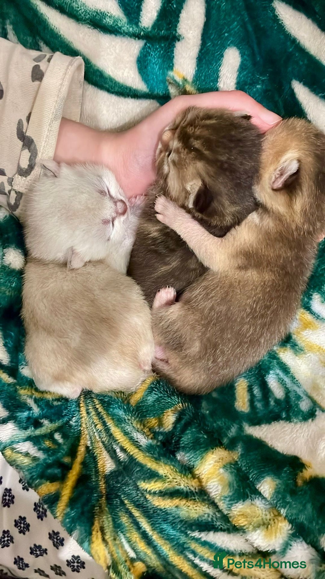 British Shorthair cats for sale: Chunky British shorthair  - Advert 6