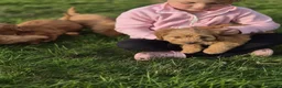 Cockapoo dogs for sale: Beautiful litter of F1 cockapoo puppies in Bishop Auckland - Advert 8