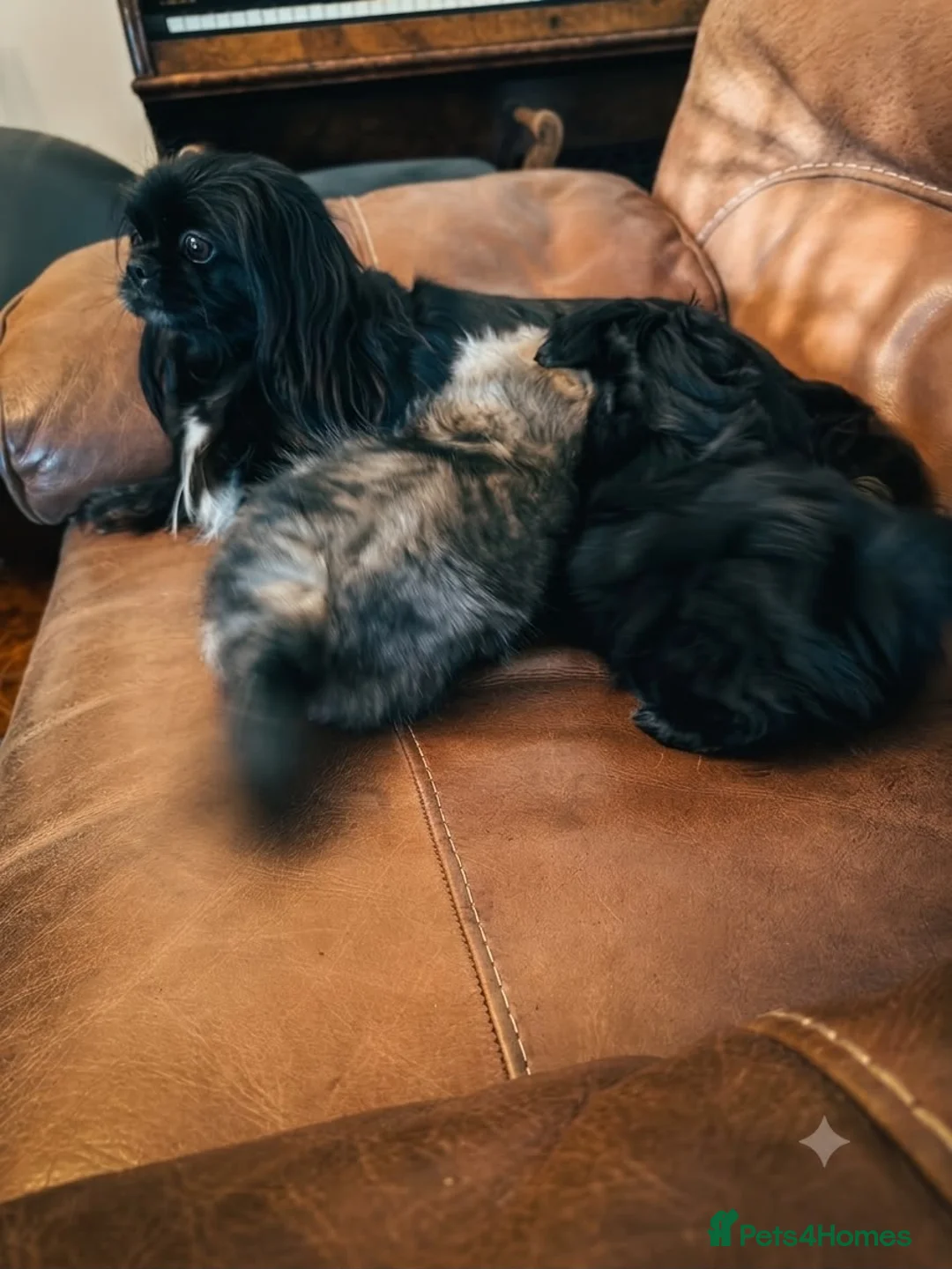 Pekingese dogs for sale: Pekingese  - Advert 11