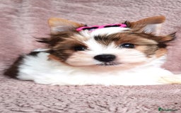 Yorkshire Terrier dogs for sale: Very Beautiful puppies, pure yorkshire terriers  - Advert 16