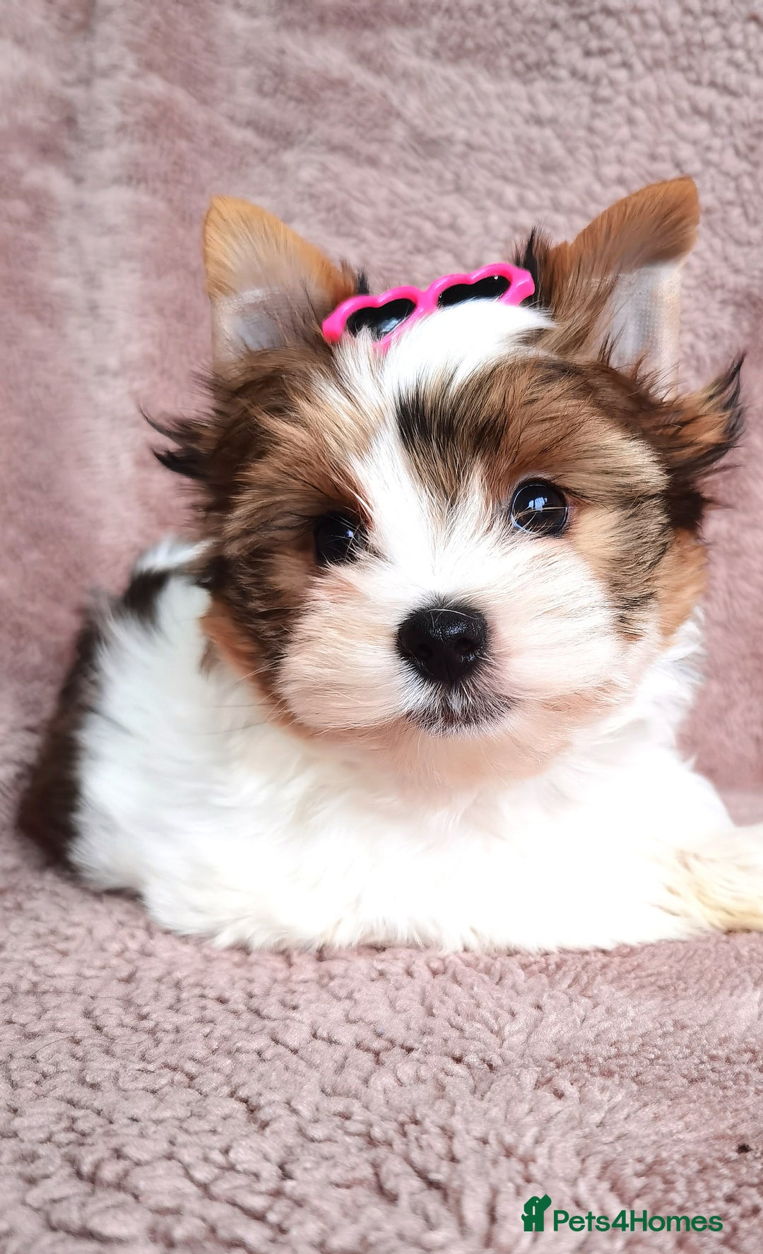 Yorkshire Terrier dogs for sale: Very Beautiful puppies, pure yorkshire terriers  - Advert 16