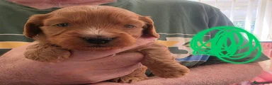 Cockapoo Puppy (Green)