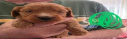Cockapoo dogs for sale: READY NOW !! Stunning F1 female Cockapoo puppy  - Advert 31