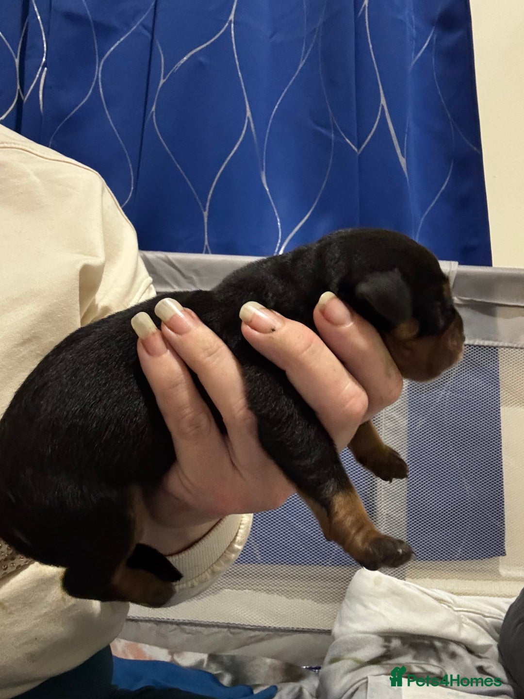 Rottweiler dogs for sale: Rottweiler  - Advert 5