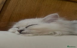 Persian cats for sale: Boy Persian kitten. Ready 2 go ASAP!🔥 - Image 4
