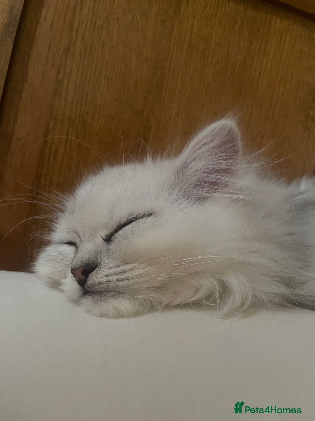 Persian cats for sale: Boy Persian kitten. Ready 2 go ASAP!🔥 - Image 4
