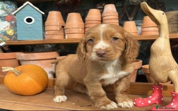Cocker Spaniel dogs for sale: Cocker spaniel puppies  - Image 3