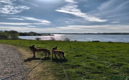 Mixed Breed dogs for adoption: COFFEE & ROBYN  – adopt a bonded pair  - Advert 16