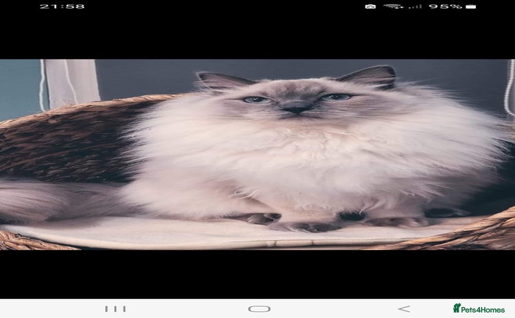 Ragdoll cats - Advert 1