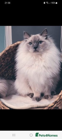 Ragdoll cats - Advert 1