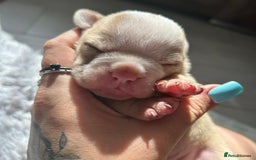 Olde English Bulldogge dogs for sale: CARTEL BLOODLINE OLDE ENGLISH PUPPIES!!  - Image 22