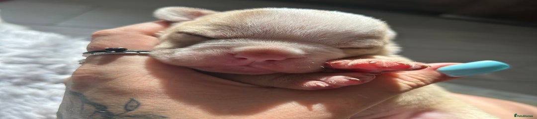 Olde English Bulldogge Puppy 1