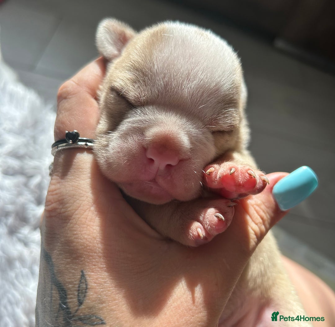 Olde English Bulldogge dogs for sale: CARTEL BLOODLINE OLDE ENGLISH PUPPIES!!  - Image 22