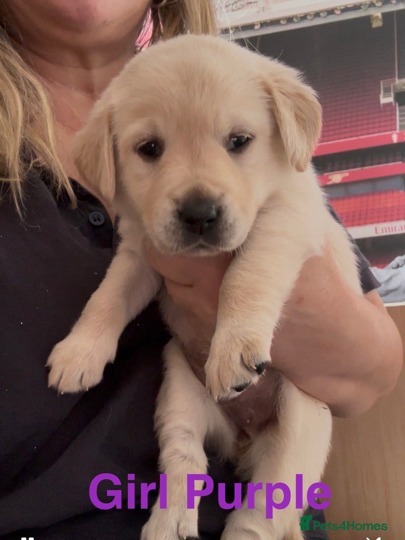 Goldador dogs Goldadors from KC registered parents - READY NOW - Advert 1