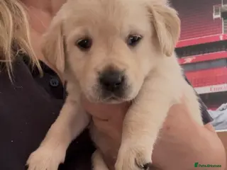 Goldador dogs Goldadors from KC registered parents - READY NOW - Advert 1